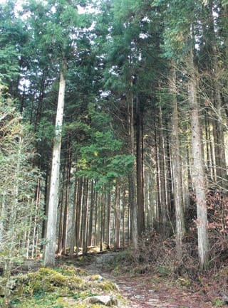 <p>樹齢300年以上の檜やヒバを使用。</p>
