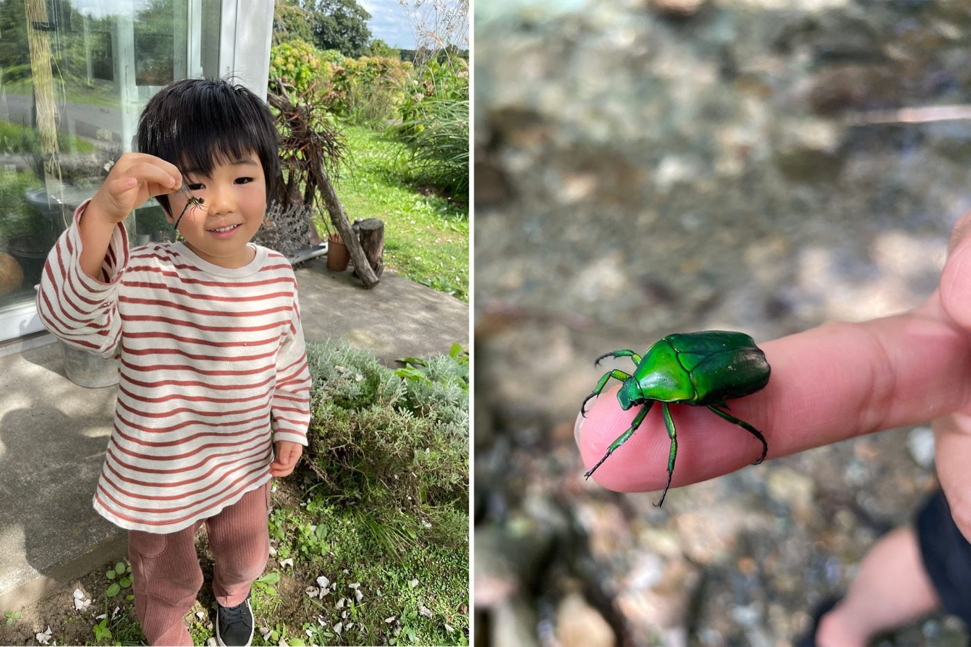 （左）息子はトンボを捕まえるのが上手。（右）こういう虫は綺麗だと思えるようになった。