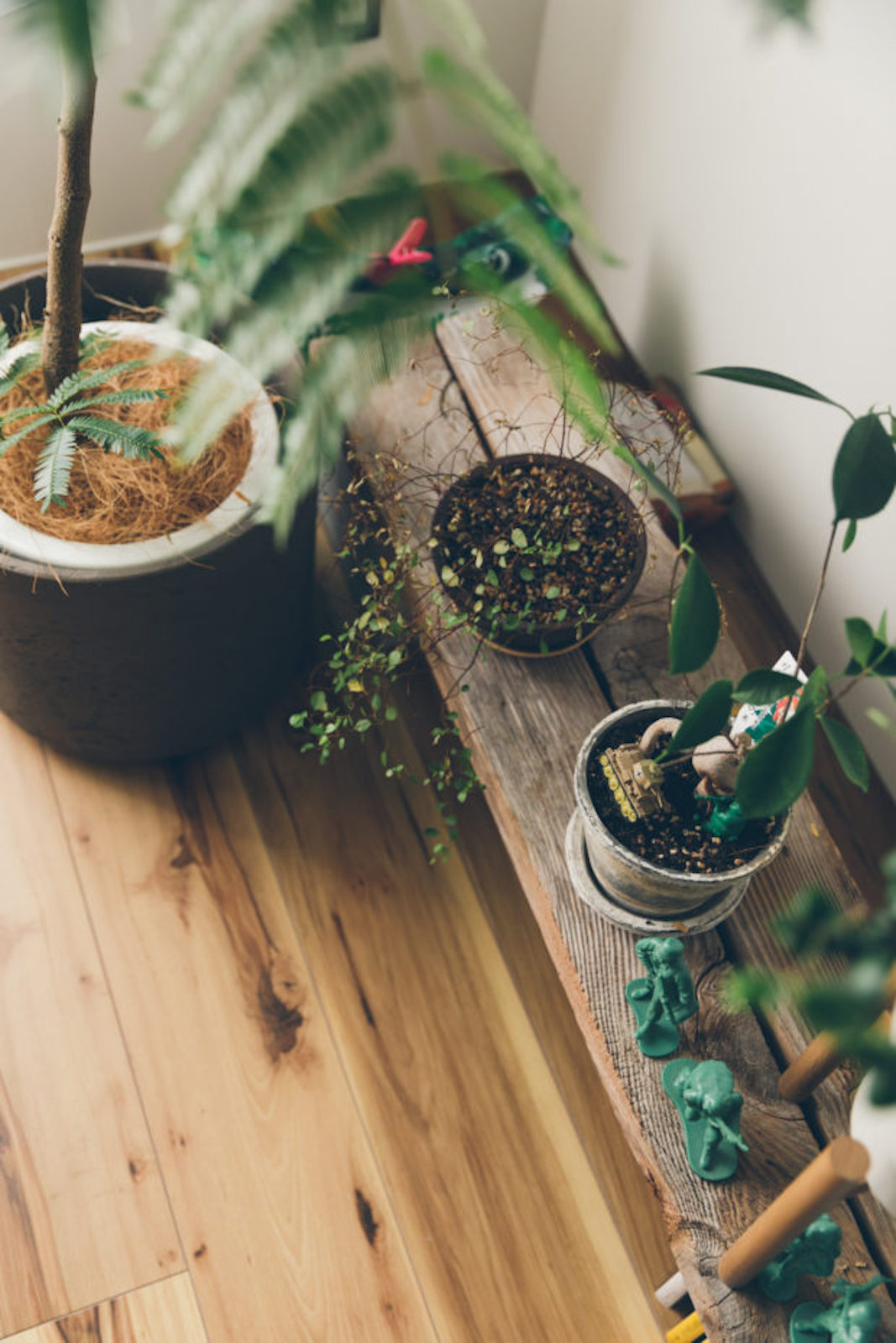 気持ちのいい光が入るため、観葉植物がすくすく育ちそう。