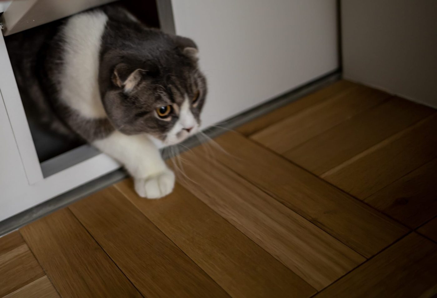 「掃除が嫌い」だからこそ生まれた、“自分と猫の快適”を突き詰めたミニマル空間29