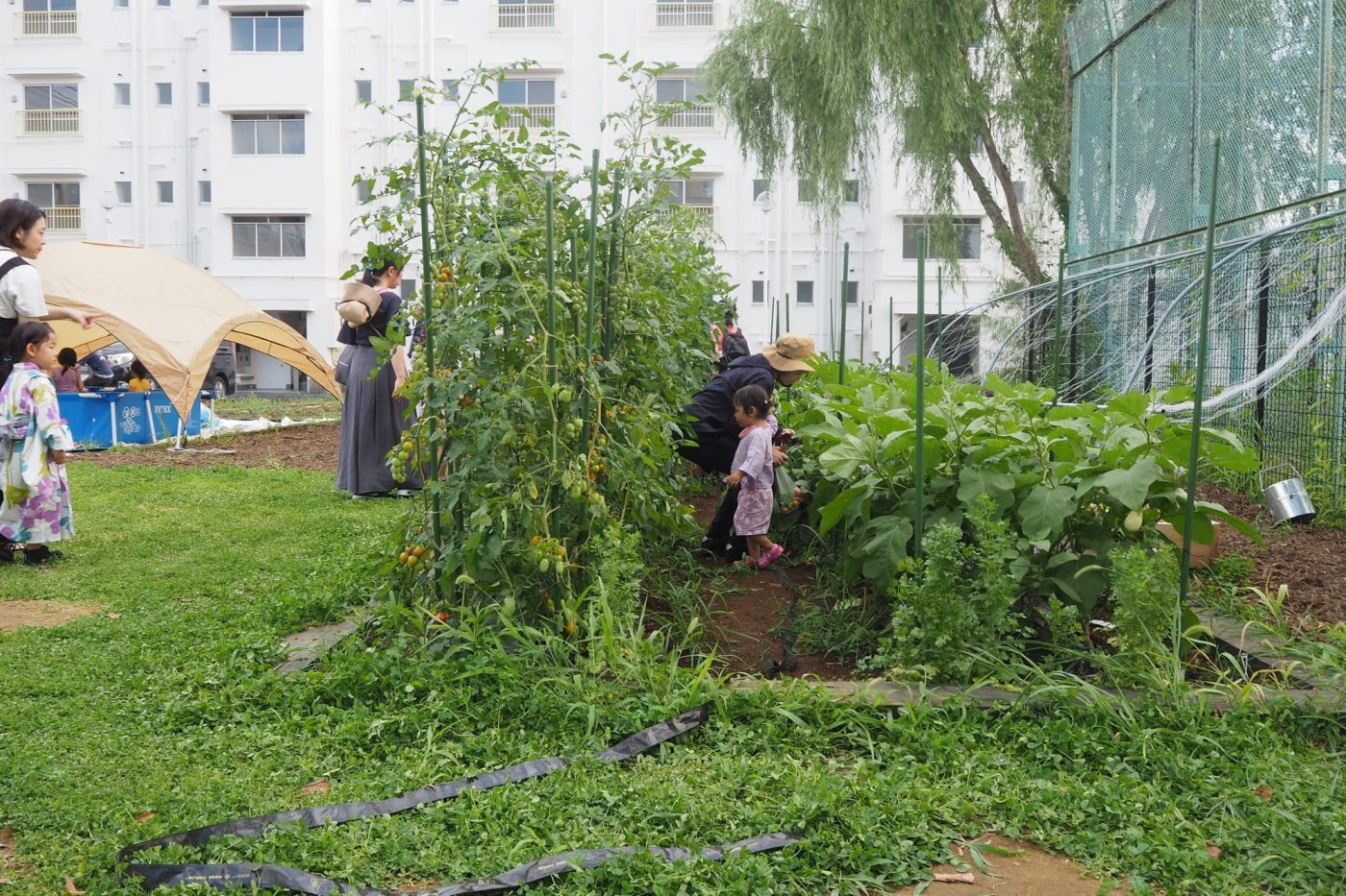 7月のイベント時の様子。みんなで野菜を育てます。