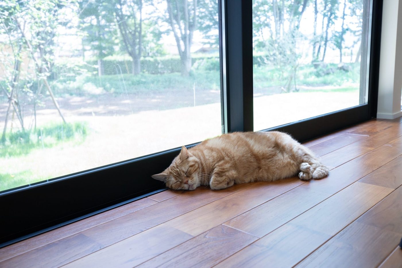 ハウスメーカー標準仕様の大きな窓の前は、愛猫・漱石の特等席。いつも昼くらいに起きてくると聞いていましたが、この日は夕方までぐっすり。
