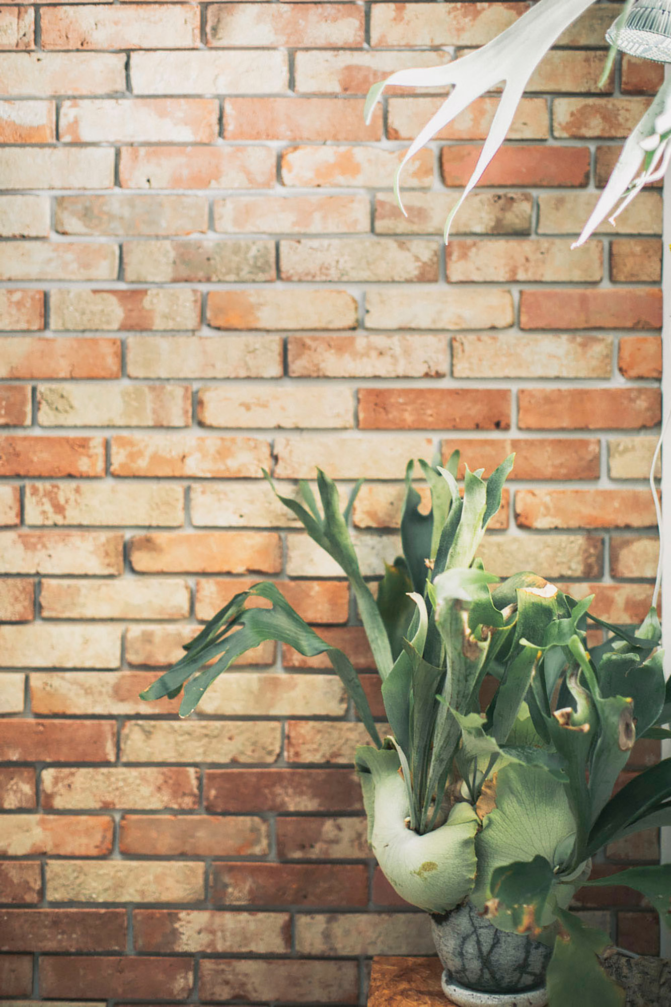 家族写真の背景にも、グリーンやアクアリウムとの相性も気に入ってます